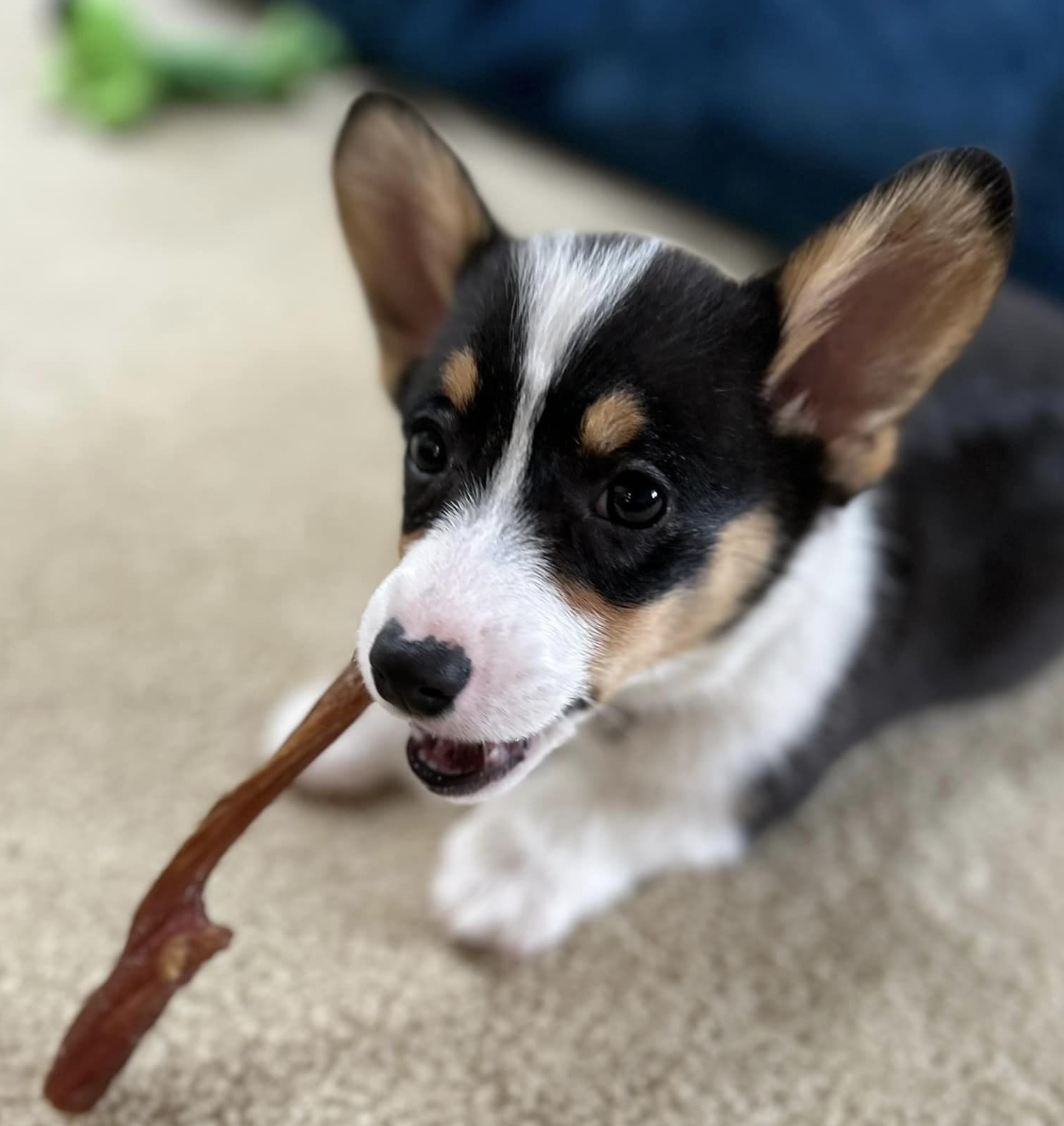 Kirby is a tiny Corgi puppy. He is chewing on a bone.